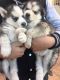Siberian Husky Puppies for sale in Stewarts Point, CA 95480, USA. price: NA