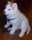 Siberian Husky Puppies for sale in Millersburg, IN 46543, USA. price: NA