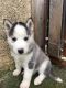Siberian Husky Puppies for sale in Millersburg, IN 46543, USA. price: $500