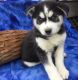 Siberian Husky Puppies for sale in Bedford, NH, USA. price: NA