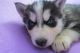 Siberian Husky Puppies for sale in Lancaster, WI 53813, USA. price: NA