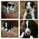 Siberian Husky Puppies for sale in Boyers, PA 16020, USA. price: NA