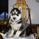 Siberian Husky Puppies for sale in Canton, OH, USA. price: NA
