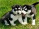 Siberian Husky Puppies for sale in California State Route 2, Los Angeles, CA, USA. price: NA
