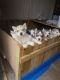Siberian Husky Puppies for sale in Commerce St, Dallas, TX, USA. price: NA