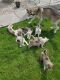 Siberian Husky Puppies for sale in Commerce St, Dallas, TX, USA. price: NA