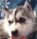 Siberian Husky Puppies for sale in Sherrodsville, OH 44675, USA. price: NA