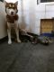 Siberian Husky Puppies for sale in York, NE 68467, USA. price: NA