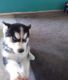 Siberian Husky Puppies for sale in Bozeman, MT, USA. price: $500