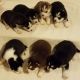 Siberian Husky Puppies for sale in Grand Island, NE, USA. price: $650