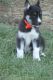 Siberian Husky Puppies for sale in Chambersburg, PA, USA. price: NA