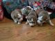 Siberian Husky Puppies for sale in Harrodsburg, KY 40330, USA. price: $600