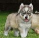 Siberian Husky Puppies for sale in Queen Creek, AZ, USA. price: NA