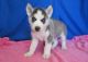 Siberian Husky Puppies for sale in Marietta, GA 30008, USA. price: $600