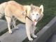 Siberian Husky Puppies for sale in Rancho Palos Verdes, CA, USA. price: NA