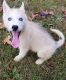 Siberian Husky Puppies for sale in Southfield, MI 48037, USA. price: $500
