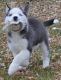 Siberian Husky Puppies for sale in Crystal City, MO, USA. price: NA