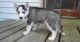 Siberian Husky Puppies for sale in Decker, MT 59025, USA. price: $500