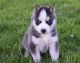 Siberian Husky Puppies for sale in Cleveland, OH 44108, USA. price: NA