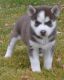 Siberian Husky Puppies for sale in Peoria, IL 61612, USA. price: $500