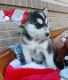 Siberian Husky Puppies for sale in Greenville Ave, Dallas, TX, USA. price: NA