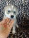 Siberian Husky Puppies for sale in Terre Haute, IN 47802, USA. price: NA