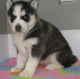 Siberian Husky Puppies for sale in Ashburn, VA, USA. price: $400