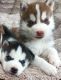 Siberian Husky Puppies for sale in Boston, MA, USA. price: $700