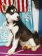 Siberian Husky Puppies for sale in Dayton, OH 45417, USA. price: $650