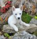 Siberian Husky Puppies for sale in Bessemer, AL, USA. price: NA