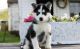 Siberian Husky Puppies for sale in Fort Wayne, IN, USA. price: $500