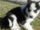 Siberian Husky Puppies for sale in Los Angeles, CA 90017, USA. price: NA