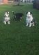 Siberian Husky Puppies for sale in Florida St, Elizabeth, NJ 07206, USA. price: NA