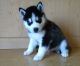 Siberian Husky Puppies for sale in St Paul, MN, USA. price: $550