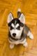 Siberian Husky Puppies for sale in Denver, CO 80201, USA. price: NA