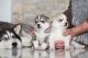Siberian Husky Puppies for sale in Denver, CO 80201, USA. price: NA