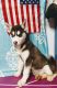 Siberian Husky Puppies for sale in Dayton, OH, USA. price: $550