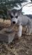 Siberian Husky Puppies for sale in Bradford Woods, PA 15015, USA. price: NA
