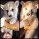 Siberian Husky Puppies for sale in San Bernardino, CA 92407, USA. price: $500