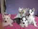 Siberian Husky Puppies for sale in Richmond, VA, USA. price: $400