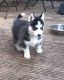 Siberian Husky Puppies for sale in Victoria, TX, USA. price: NA