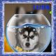 Siberian Husky Puppies for sale in North Canton, OH, USA. price: NA