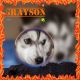 Siberian Husky Puppies for sale in North Canton, OH, USA. price: NA