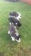 Siberian Husky Puppies for sale in Elyria, OH 44035, USA. price: NA