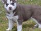 Siberian Husky Puppies for sale in 25301 Charleston Rd, Southside, WV 25187, USA. price: $500