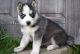 Siberian Husky Puppies for sale in Rochester, NY 14602, USA. price: $500