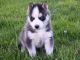 Siberian Husky Puppies for sale in Oklahoma City, OK 73101, USA. price: NA