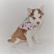 Siberian Husky Puppies for sale in Cambridge, OH 43725, USA. price: $800