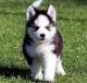 Siberian Husky Puppies for sale in St. Louis, MO, USA. price: $400
