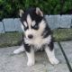 Siberian Husky Puppies for sale in Bountiful, UT 84010, USA. price: NA